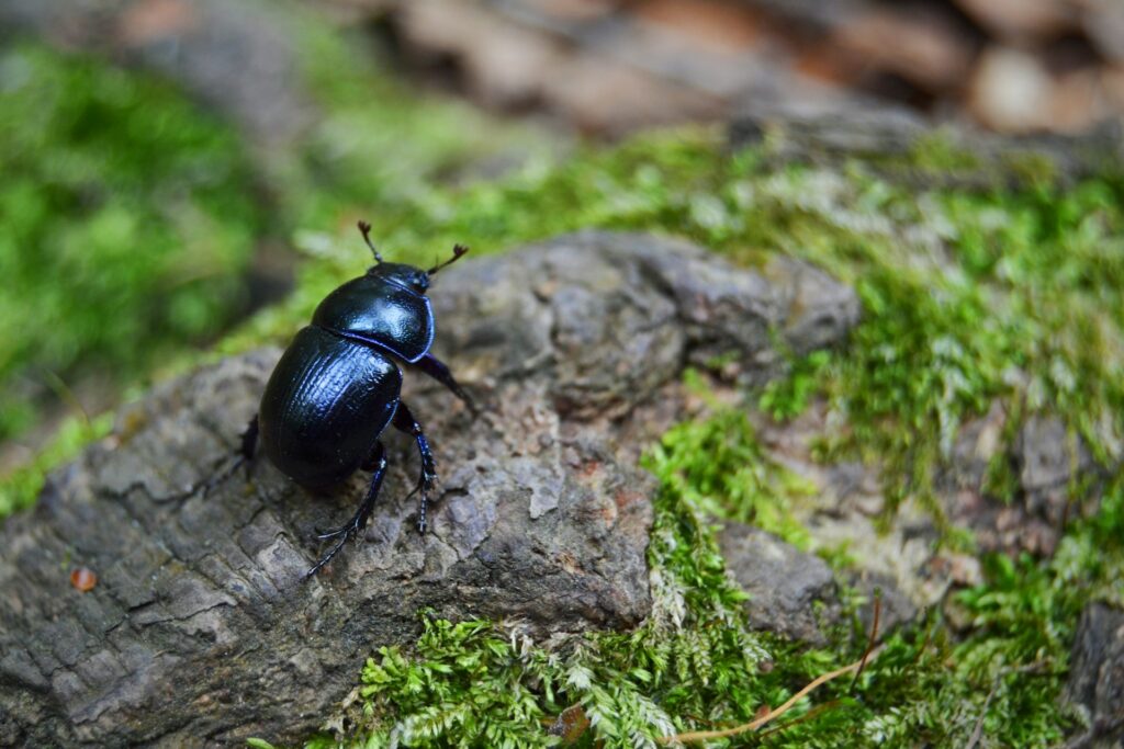 A beetle on a branch.