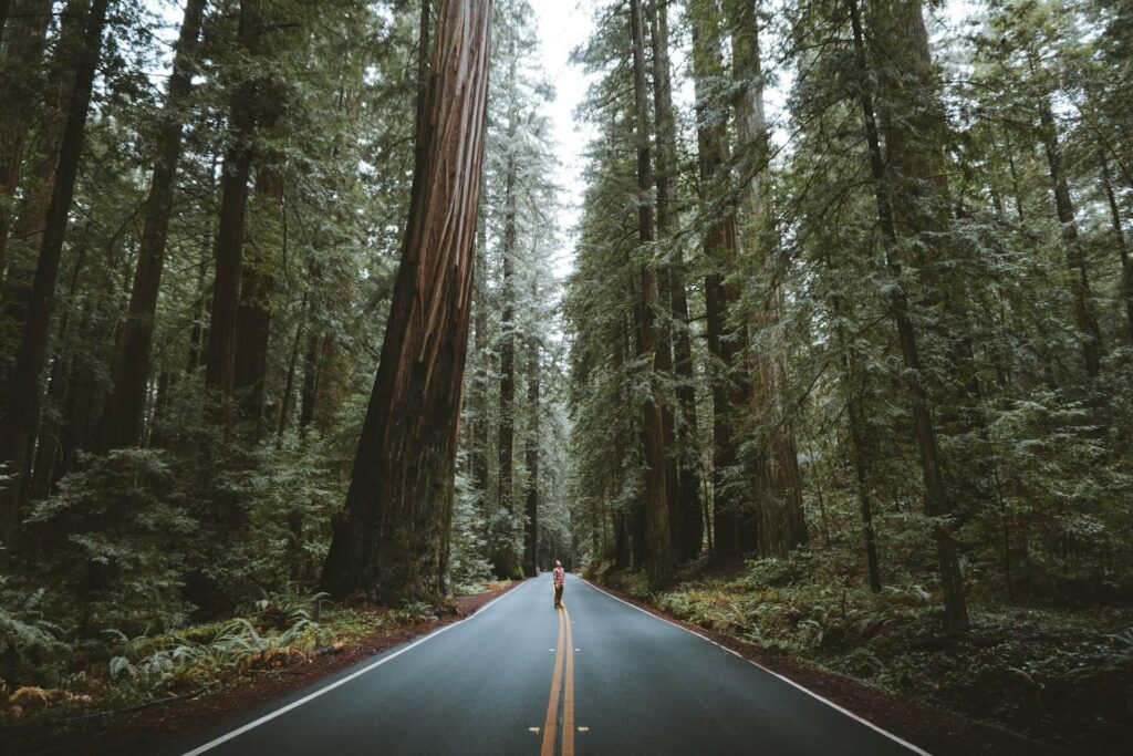 A person standing in the middle of a road flanked by tall trees