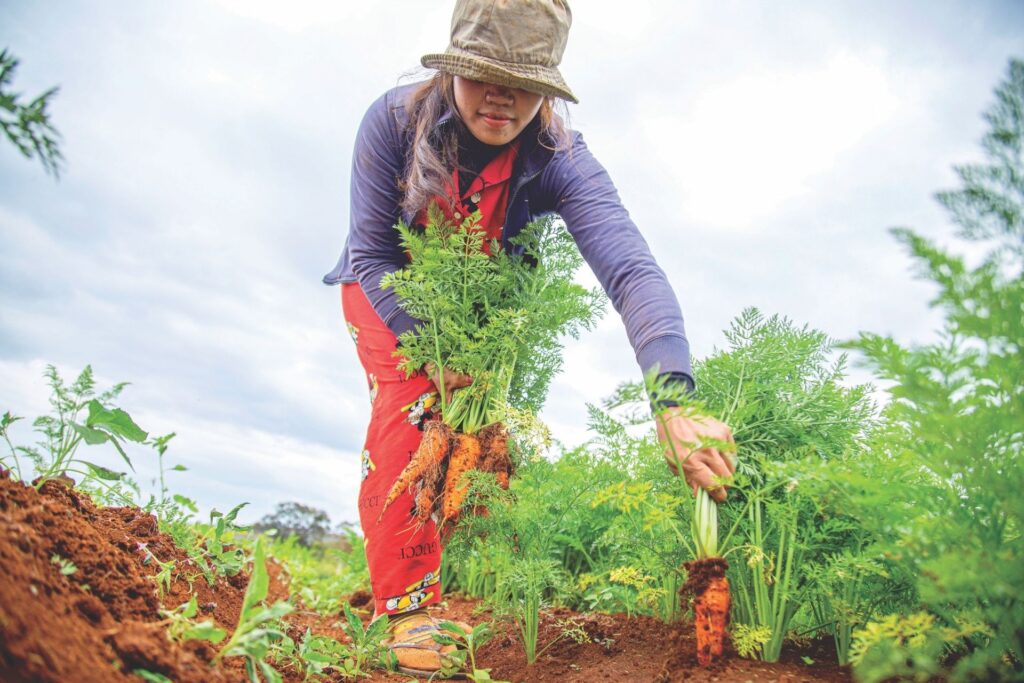 newbie gardening and pulling out carrots