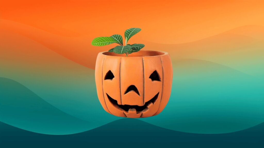 pumpkin face planter with a small plant in it in front of an orange and teal background