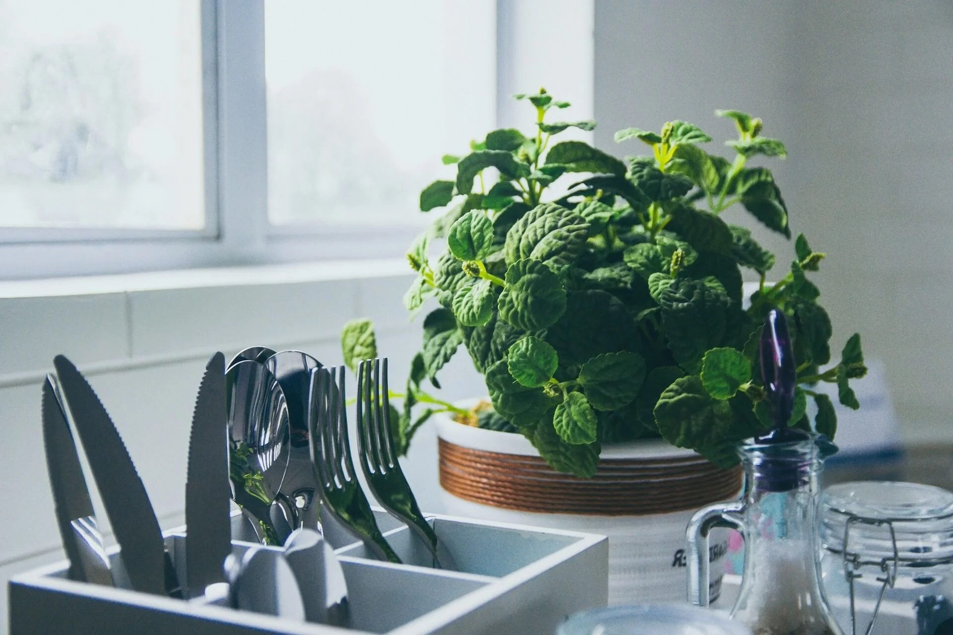a-pot-of-mint-plant-in-the-kitchen.jpg