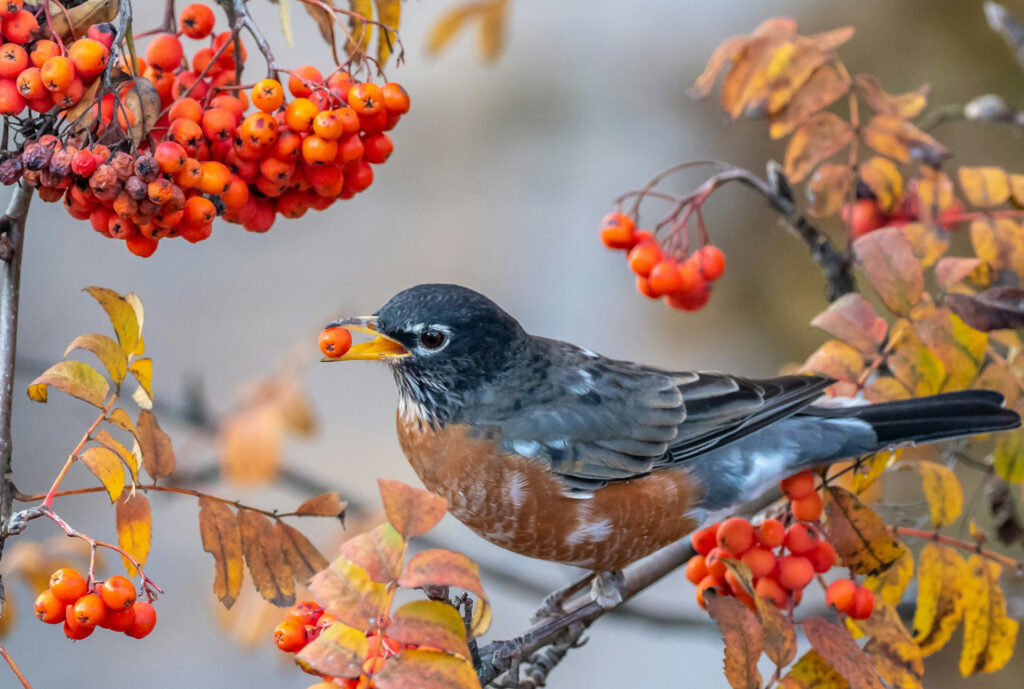 Why Gardening for Birds Matters More Than Ever – And 7 Ways to Make a Difference