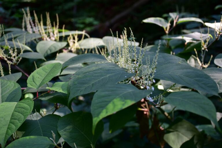 Japanese Knotweed is an Infestation. Here’s How to Remove It.