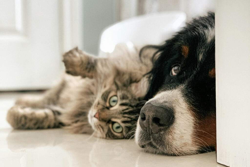 The Best Pet Liability Insurance For Renters and Why You Need It