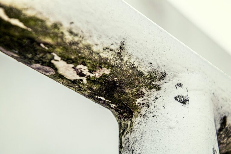 I Found Black Mold in My Attic – Here’s What the Inspector Told Me