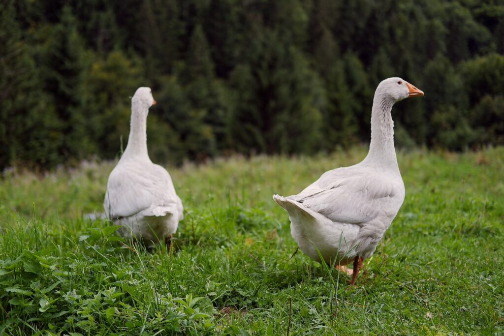 Two white geese in a grassy field