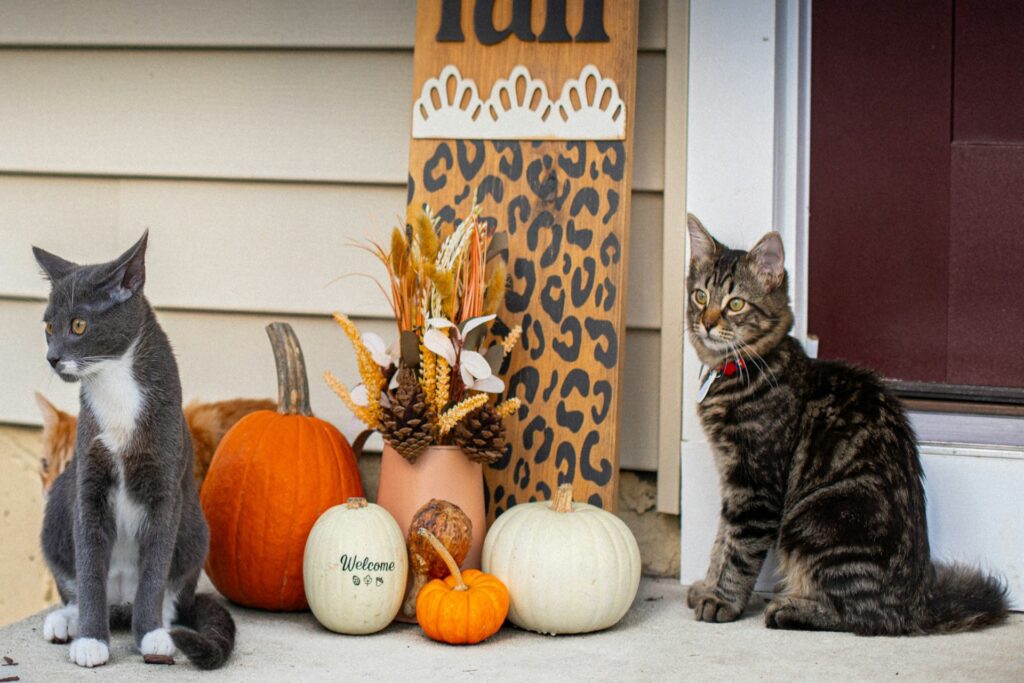 Two cats beside pumpkins on a fall porch