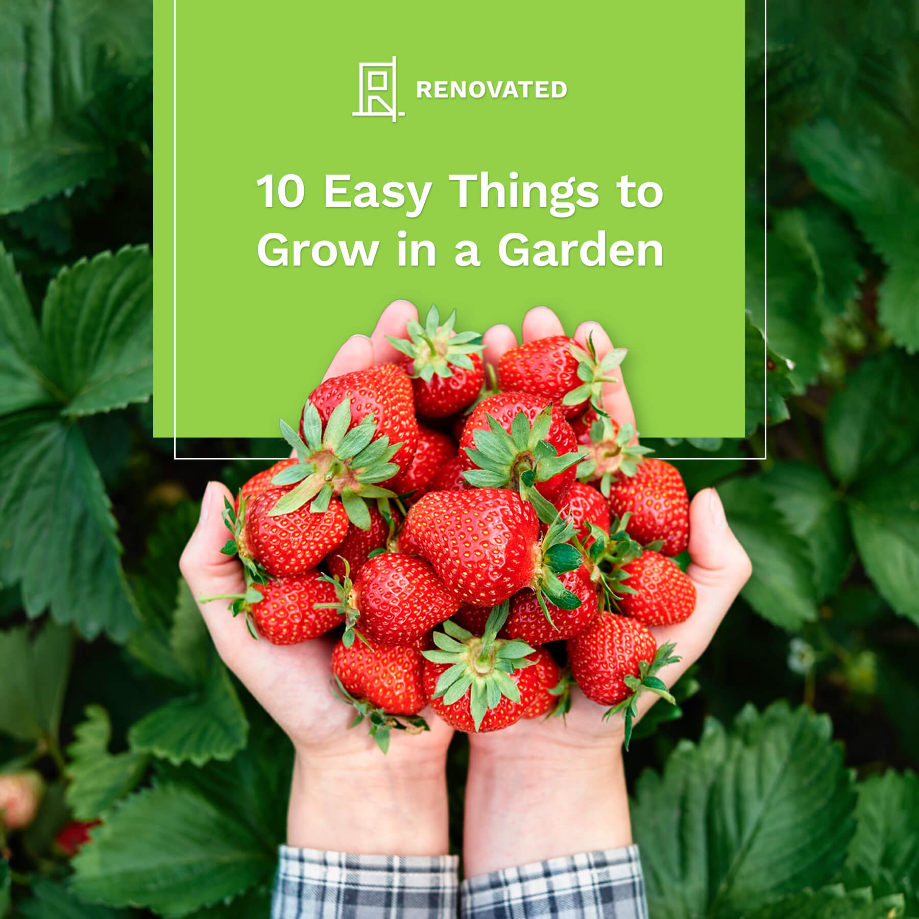 10 Things to Easily Grow in a Beginner's Garden