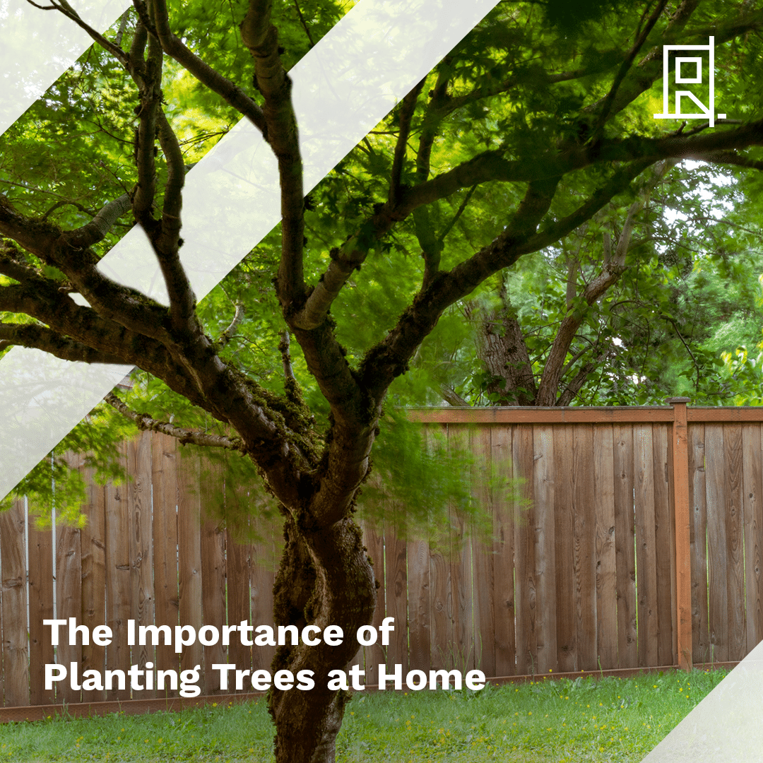 The Importance of Planting Trees at Home | Renovated