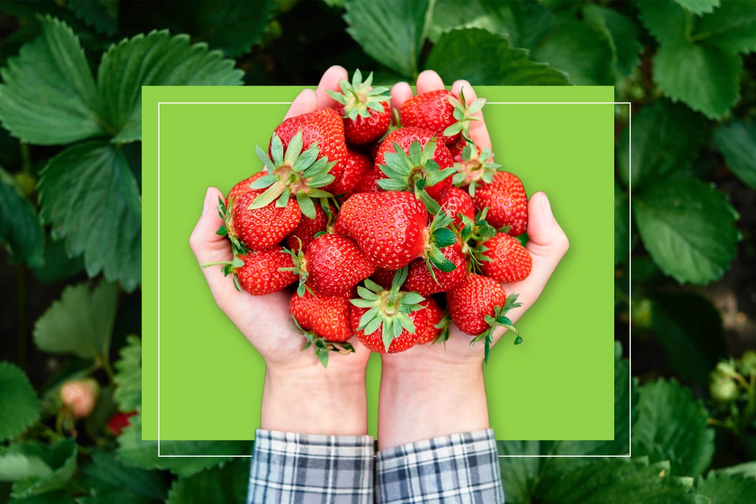 10 Things to Easily Grow in a Beginner's Garden