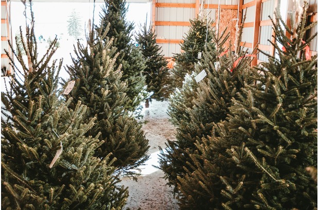Choosing the perfect Christmas tree for your home takes more than just picking the best-looking one.