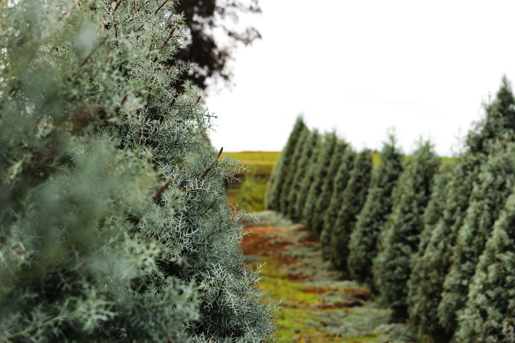 Christmas tree farm to pick the right Christmas tree species for your home