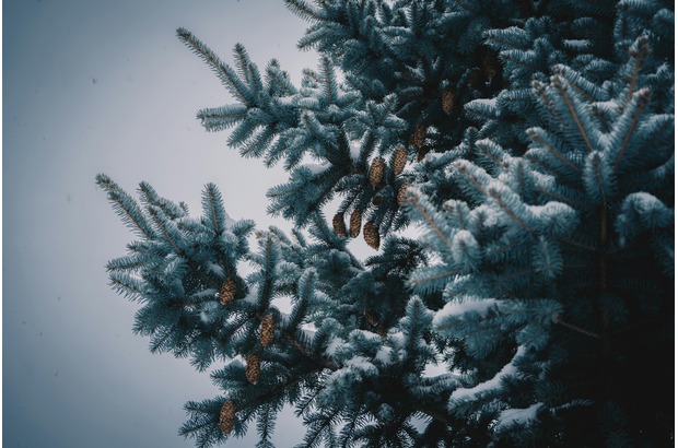 Every Christmas tree species has something unique to offer.