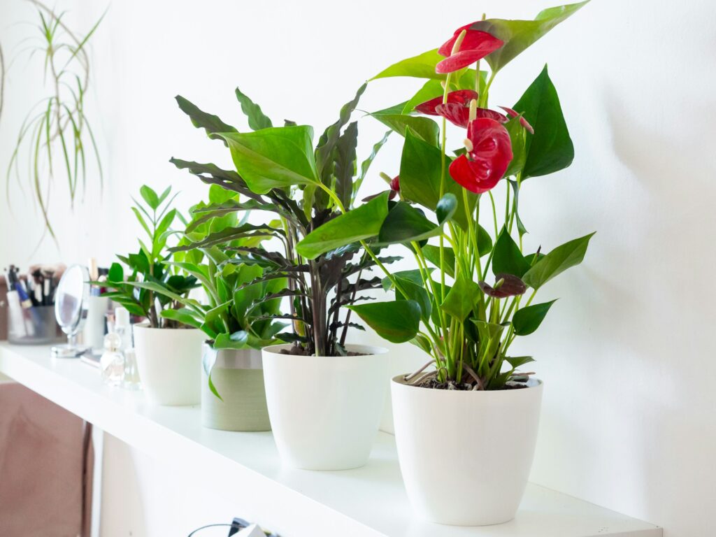 plants on a clean white shelf