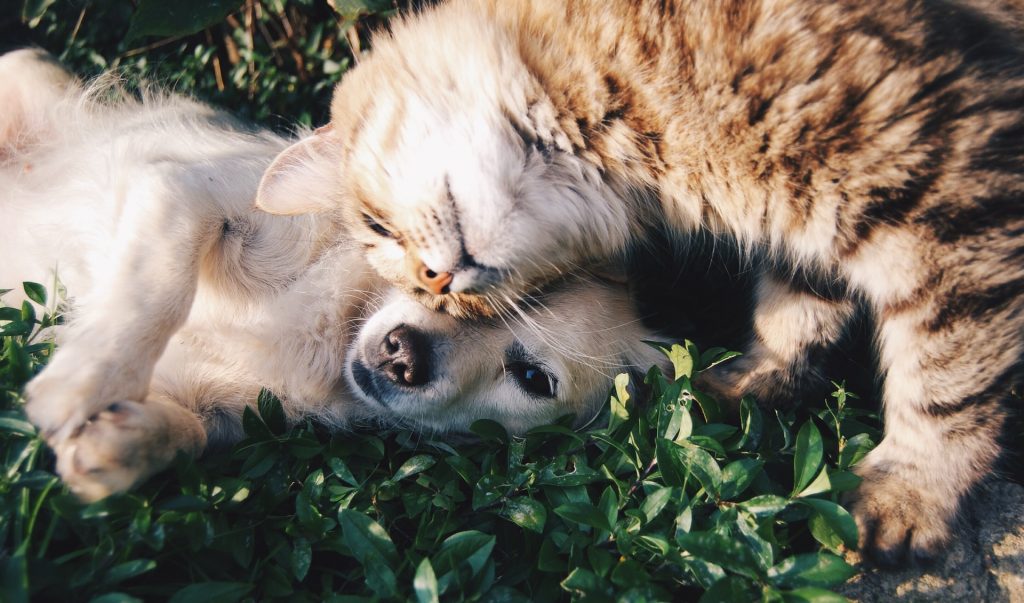 A puppy and a kitten cuddling on the grass
