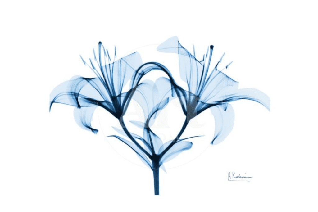 art of pretty blue lilies