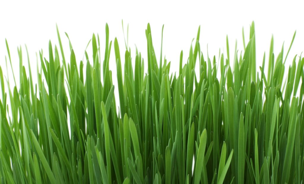 lawn grass