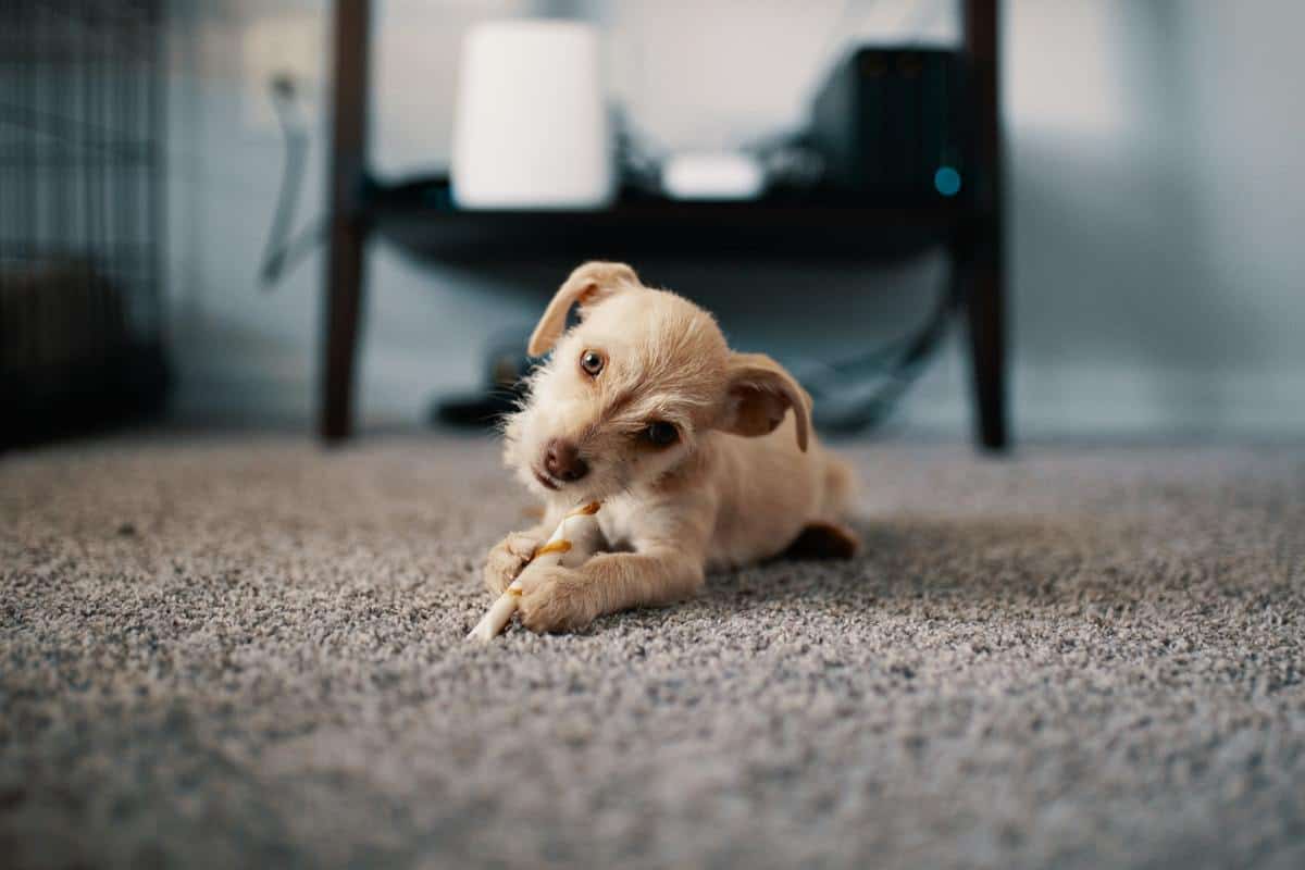 a dog resting on a carpet