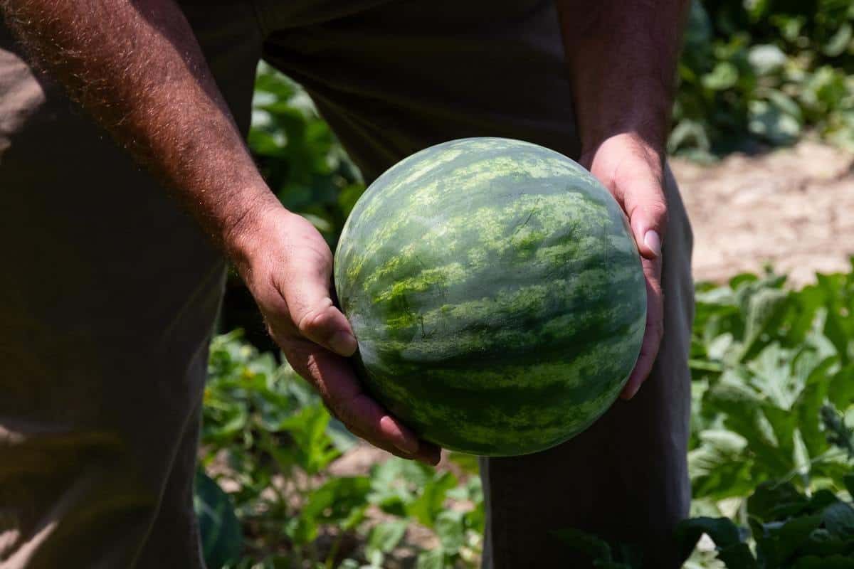 a man holding a watermelon