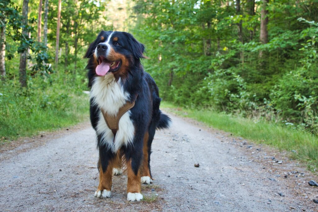 Bernese Mountain Dog with a harness hiking