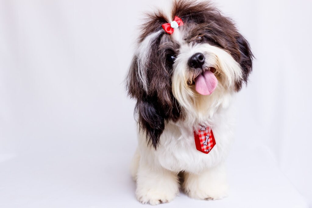 Shih Tzu in a red tie and a red hairtie