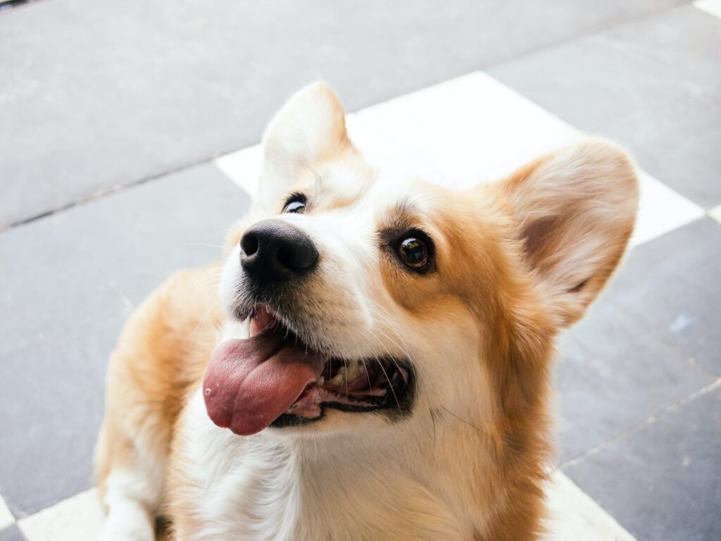a smiling corgi as a best dog breed for apartment living