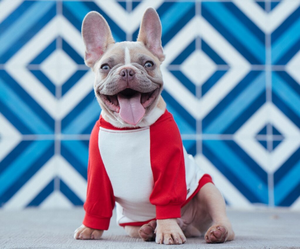 a smiling french bulldog in a red and white tshirt