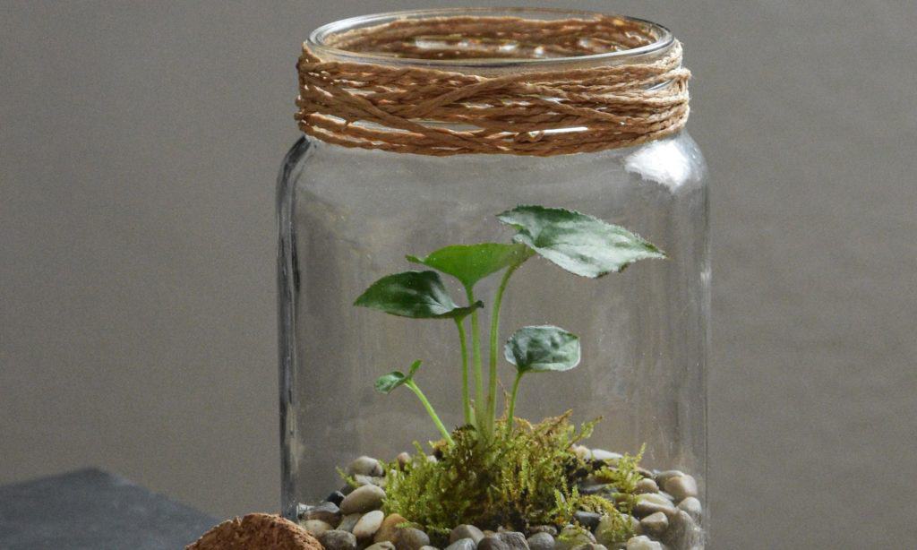 repurposed mason jar with a plant growing in it