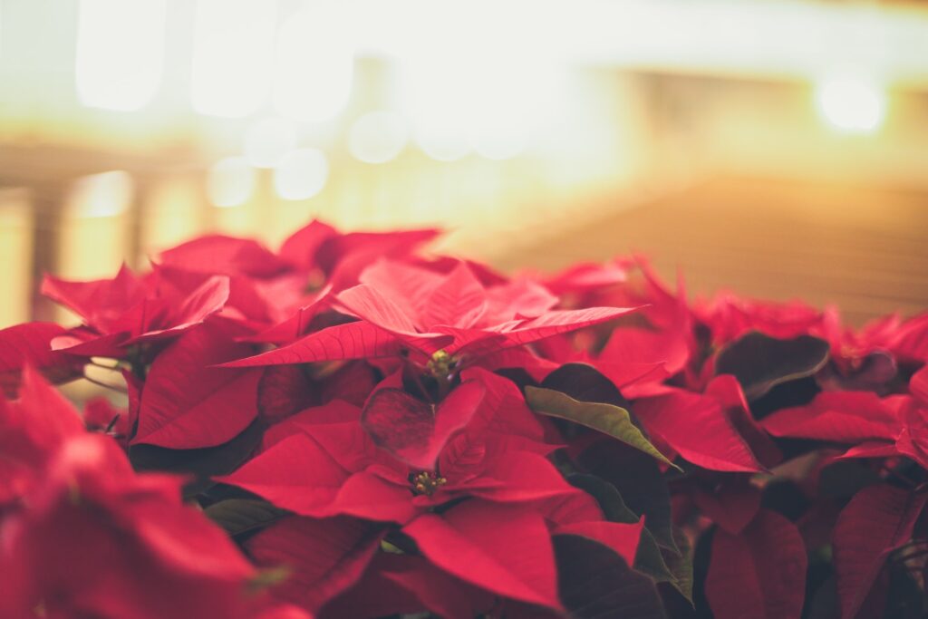 a group of red poinsettias