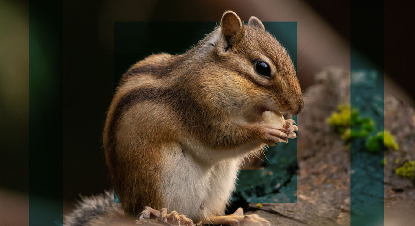 Humane Ways to Get Rid of Chipmunks From Your Garden