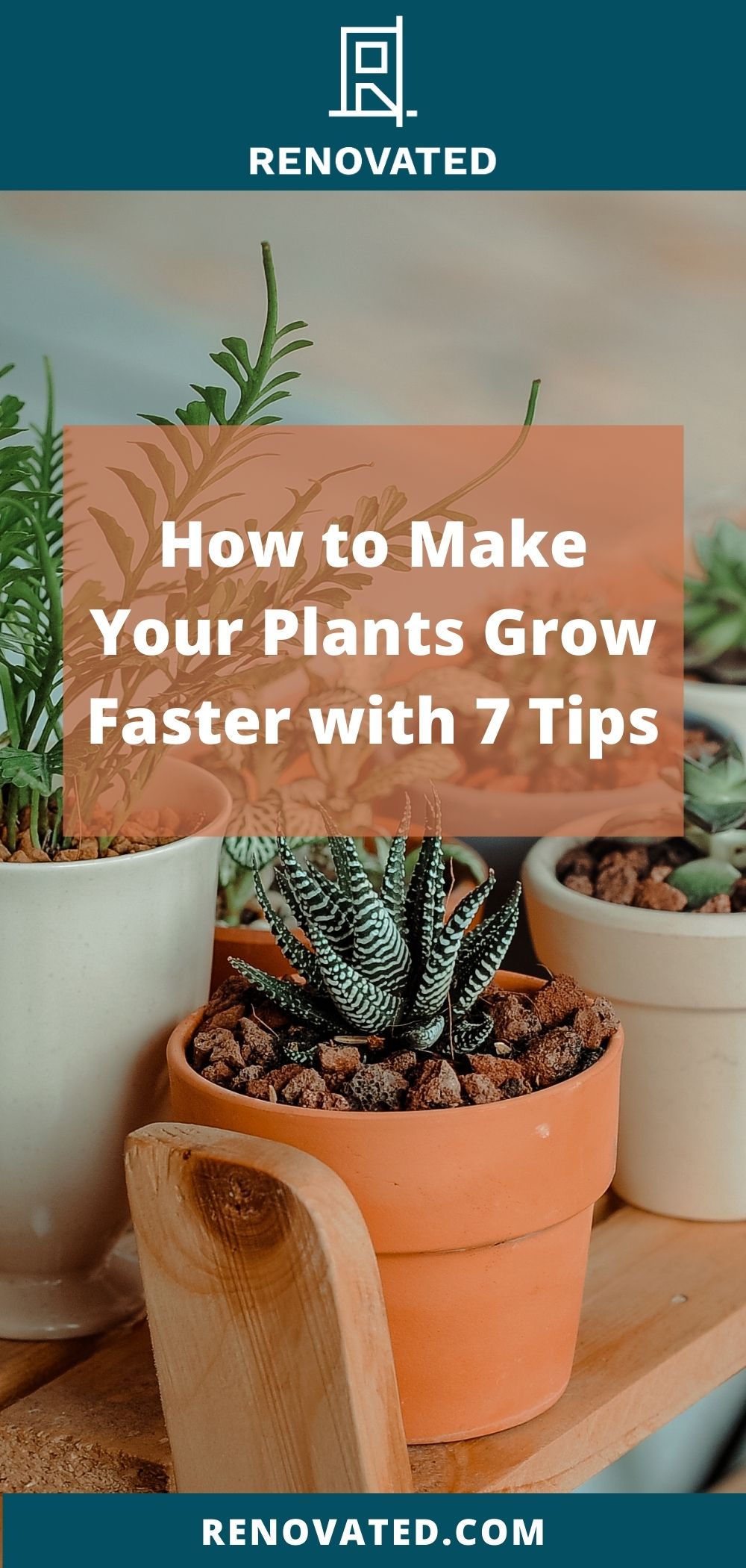 how-to-make-your-plants-grow-fast-with-7-tips-renovated