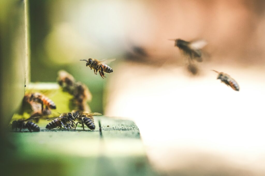 Bees swarming.