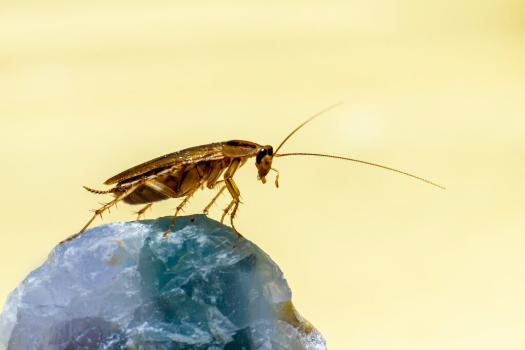 Cockroach on a rock.