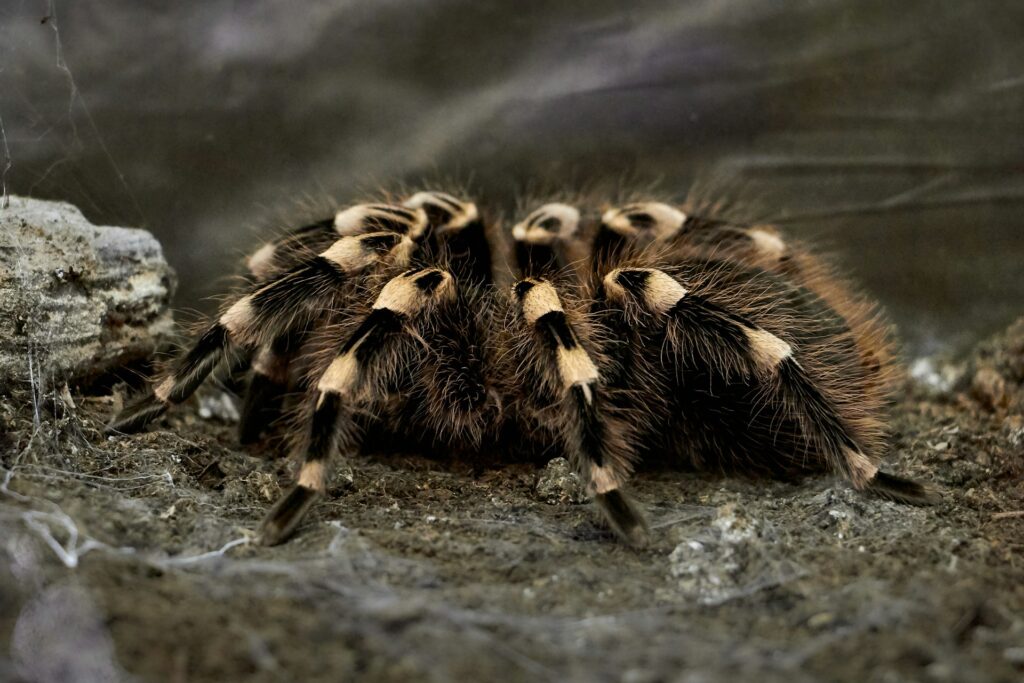 A tarantula. 