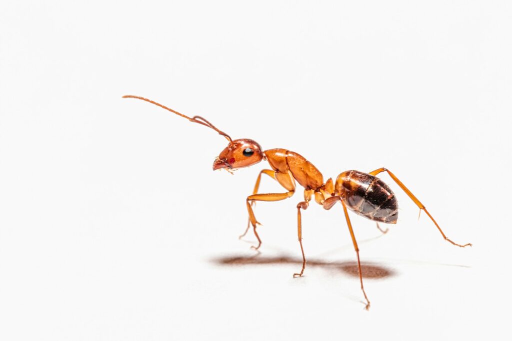 Close up of an ant.