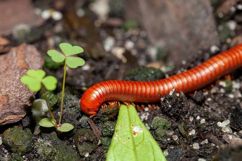 An orange centipede in the soil.