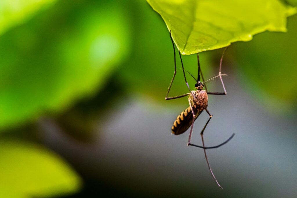 A mosquito hanging from a leaf.