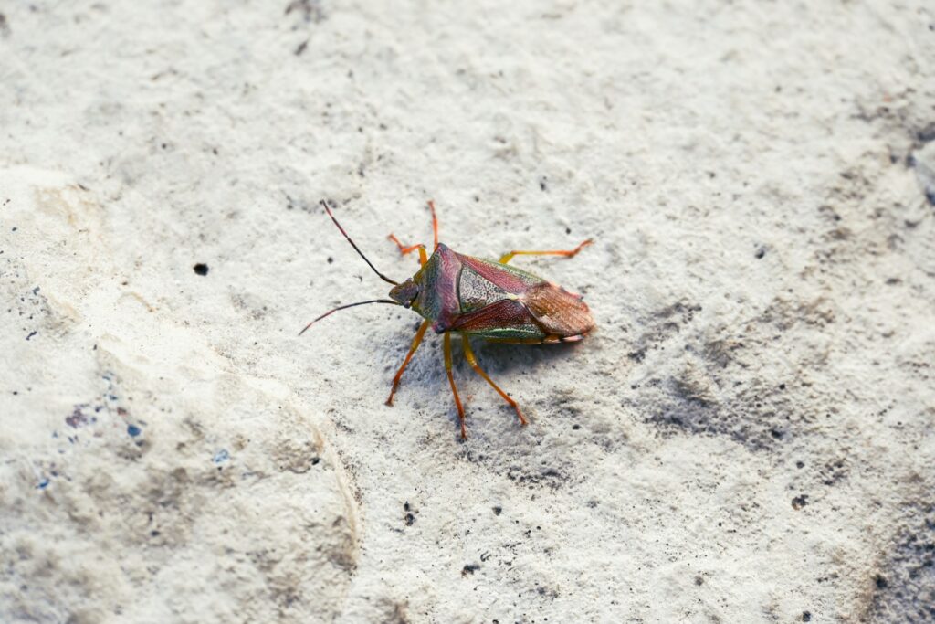 A bed bug on the ground.