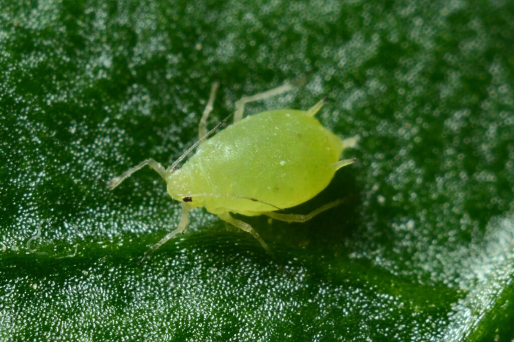 A mite.