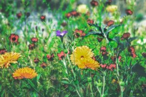 a field of wildflowers to master curb appeal