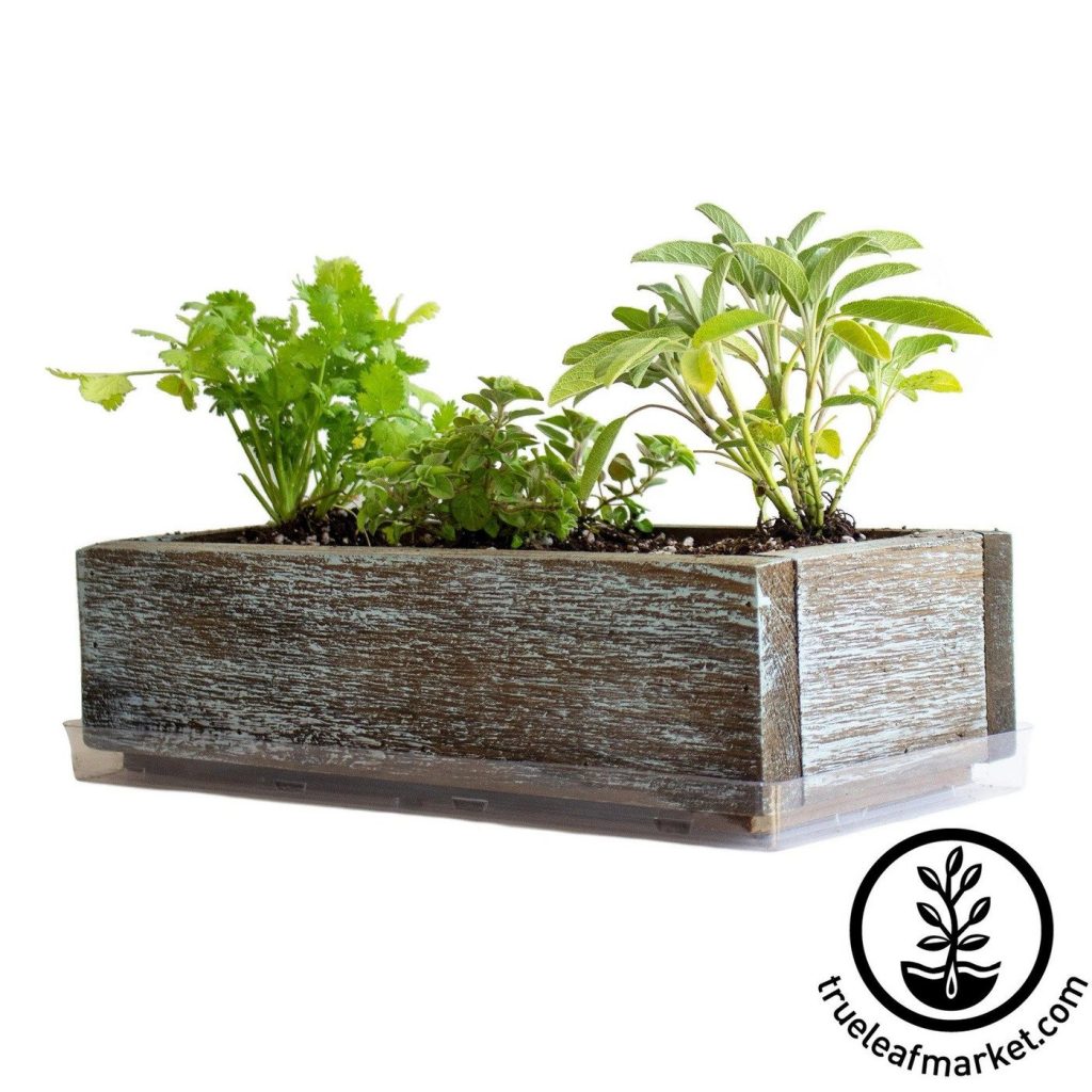 a weathered wooden herb garden with herbs