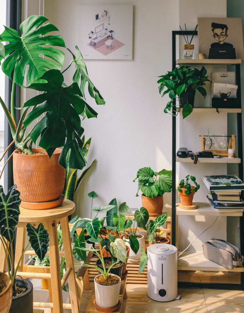 a dining room turned into a green room with houseplants