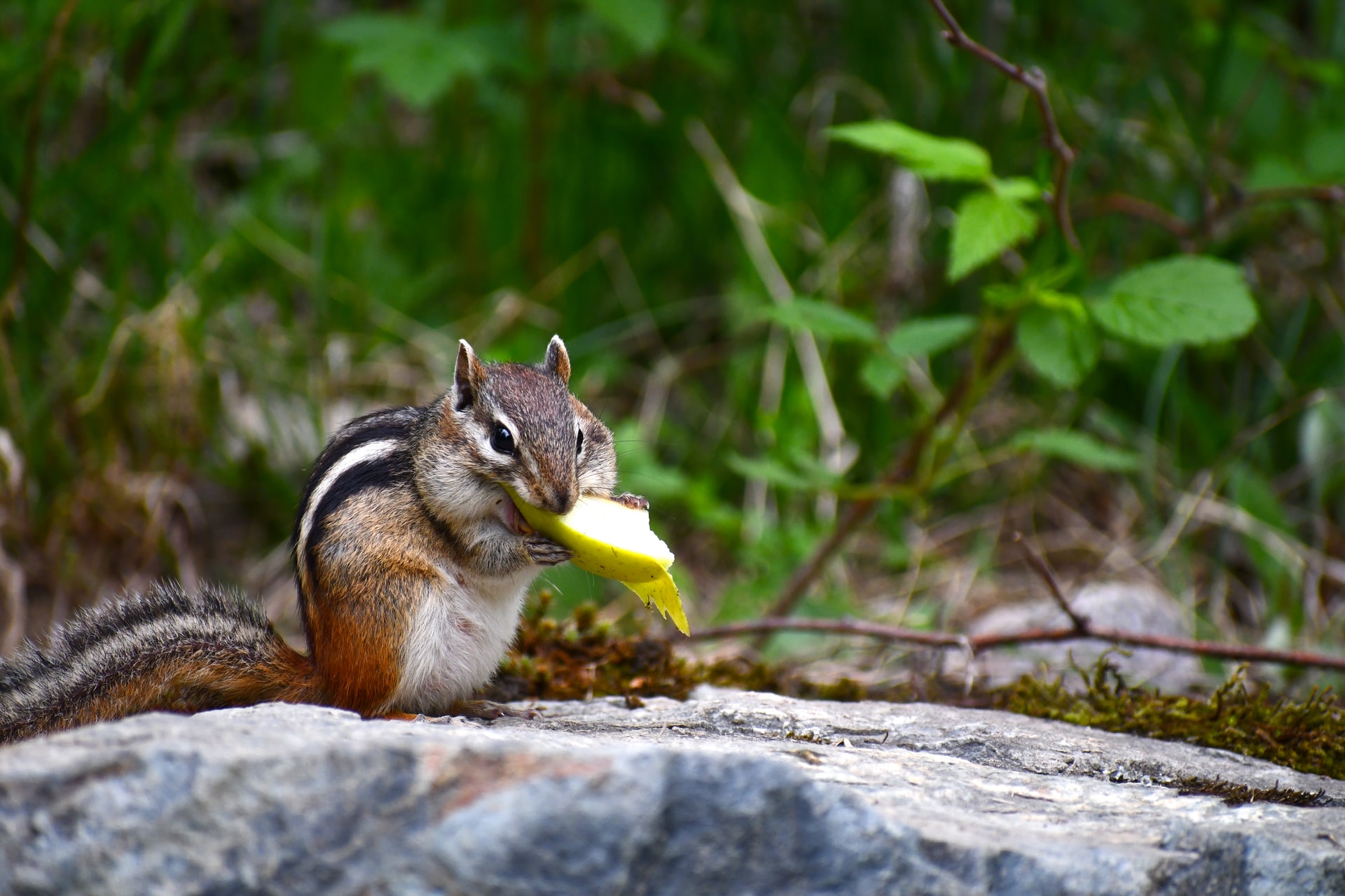 how do you humanely get rid of chipmunks