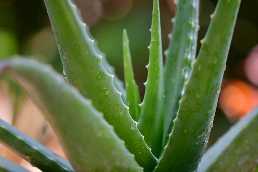 aloe vera plant for drought-resistant landscaping