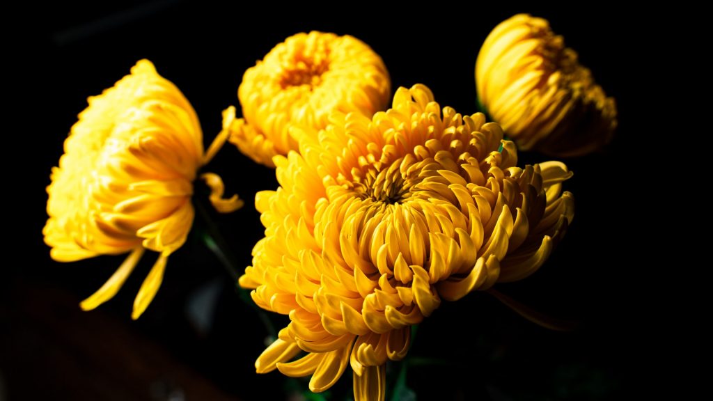four yellow chrysanthemums