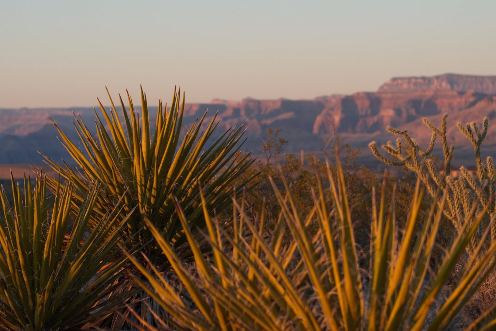 desert plants against a sunrise