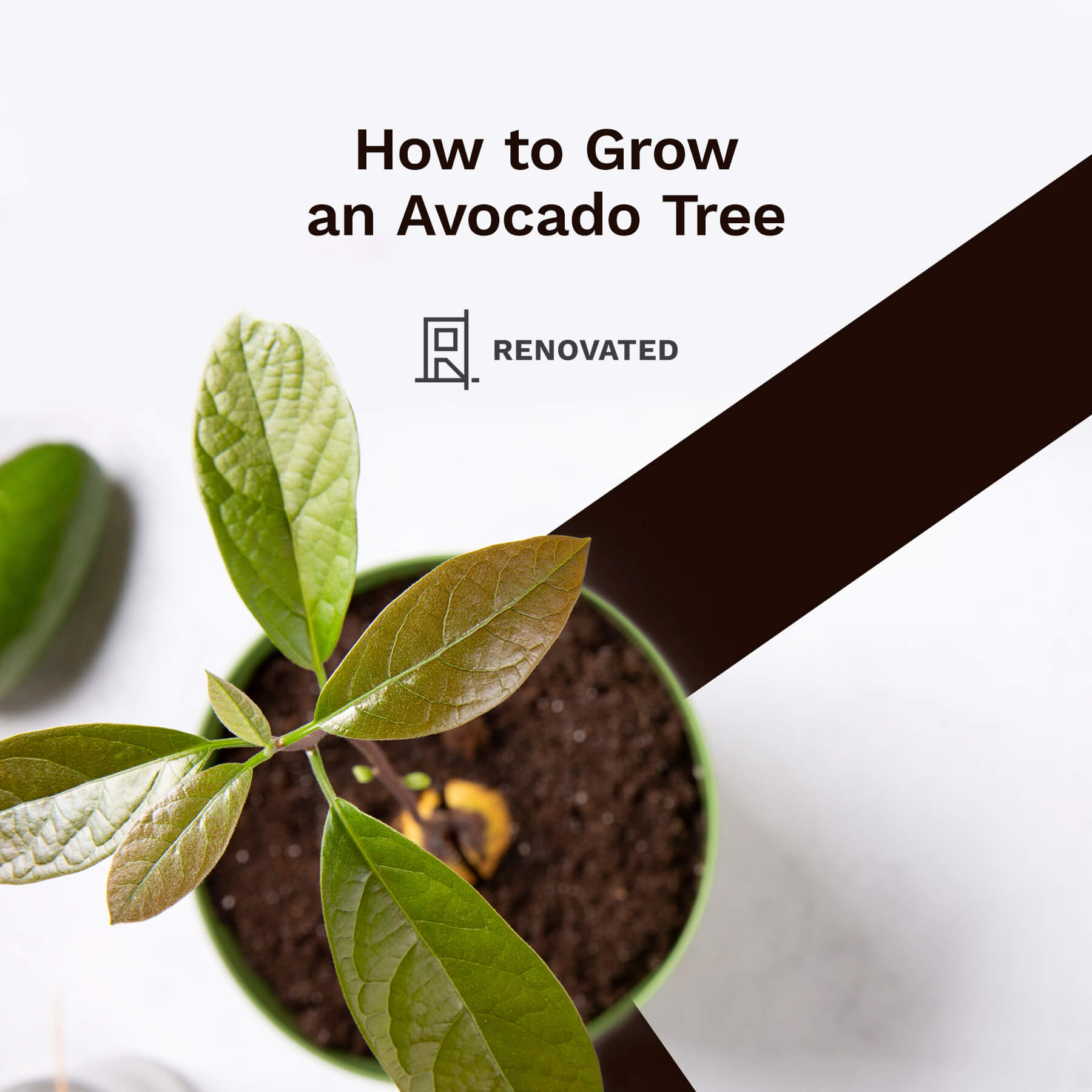 How to Grow an Avocado Tree | Renovated