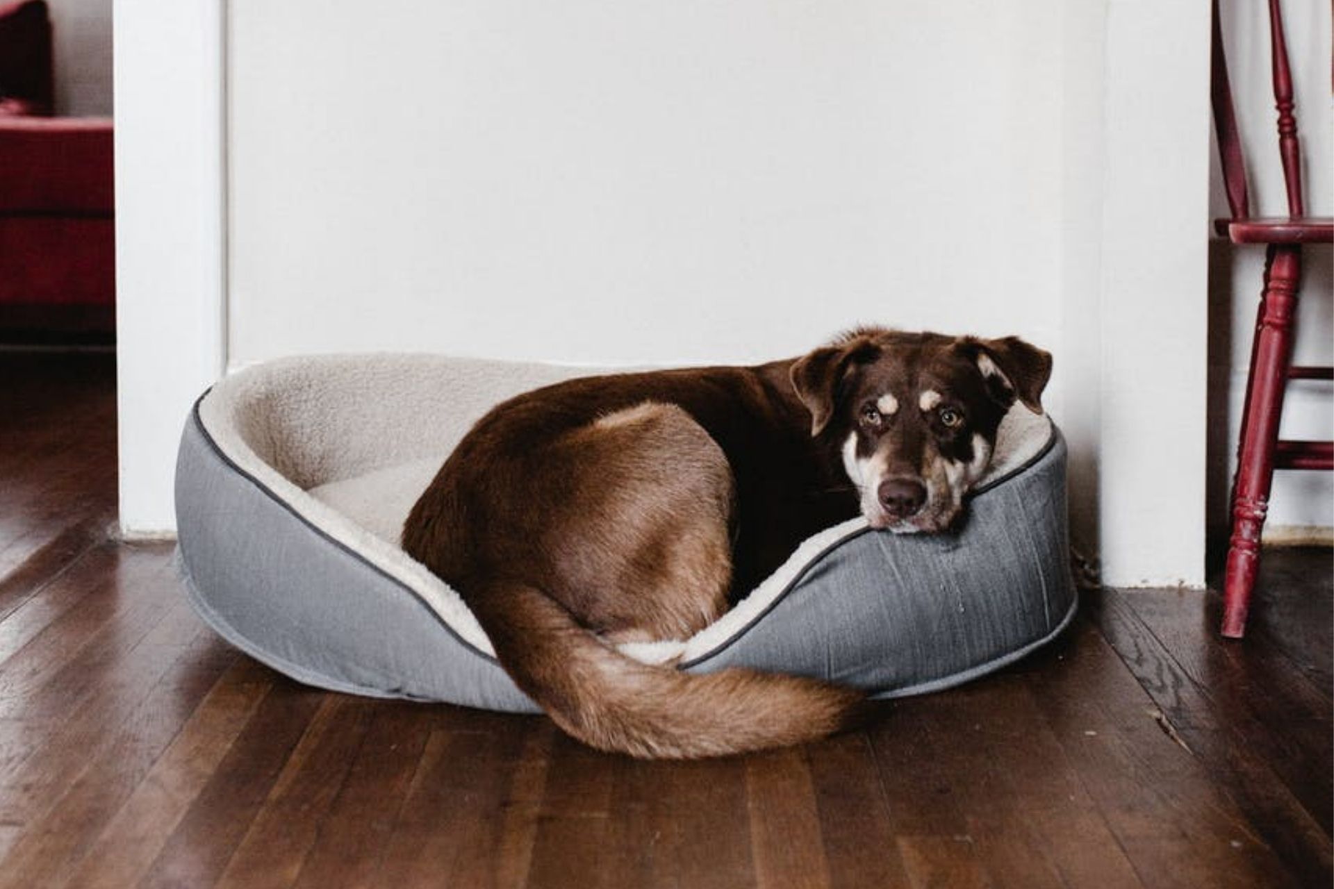 9-best-dog-beds-for-large-dogs
