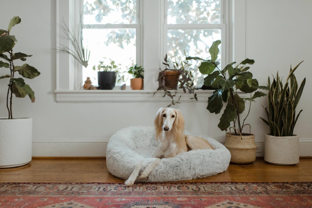 large, elegant dog lounges on the best dog beds