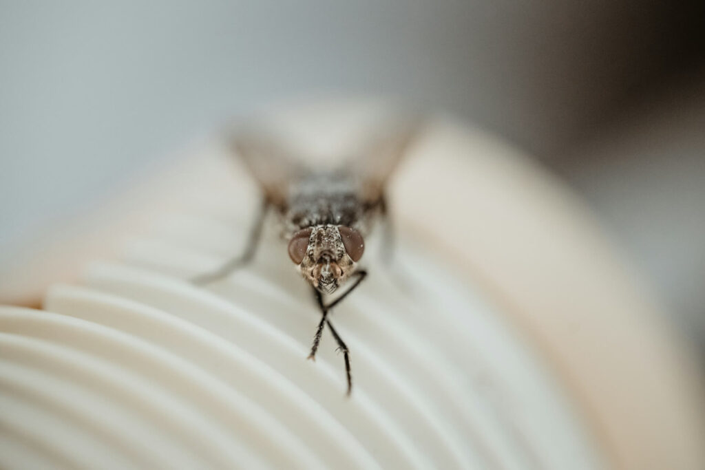 Fruit flies love hanging out near drainpipes, so treat these weekly with boiling water.